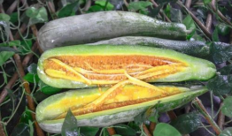 各种网红爆料吃瓜网,吃瓜网带你探秘娱乐圈幕后真相